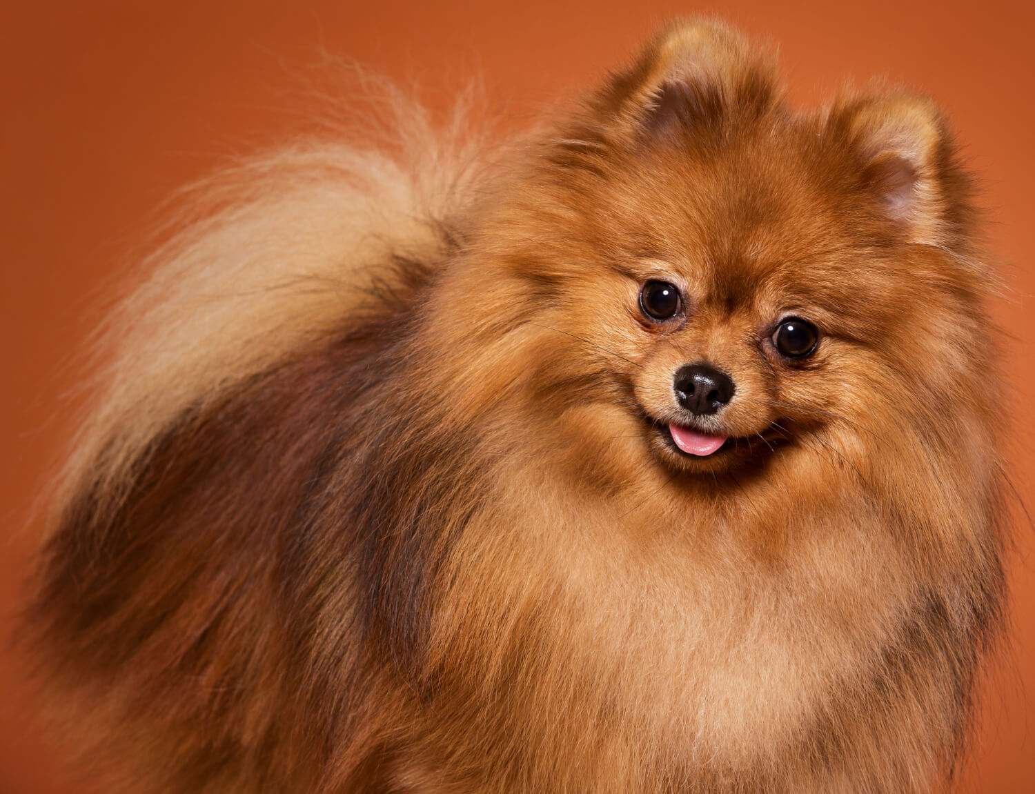 Pomeranian