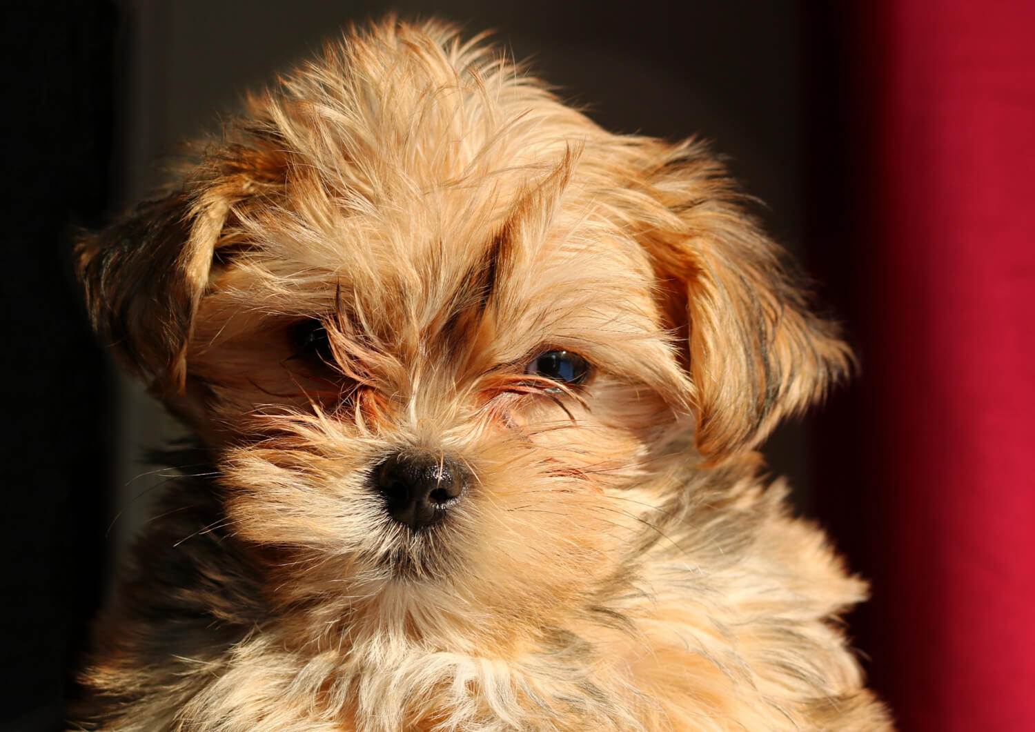 Yorkshire Terrier - toy breed